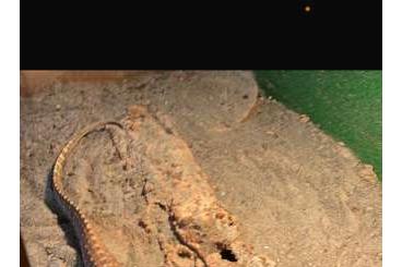 Monitor lizards kaufen und verkaufen Photo: Arguswaran Weibchen 0,1 Abzugeben 