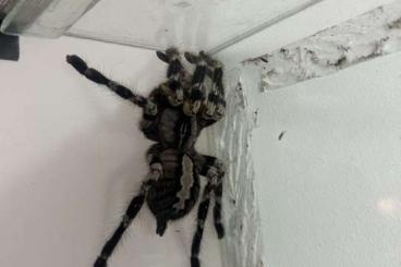 - bird spiders kaufen und verkaufen Photo: 2 Stück 0.1 Poecilotheria regalis 