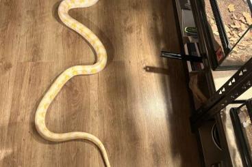 Pythons kaufen und verkaufen Foto: 1.0 Albino Tiger Netzpython 