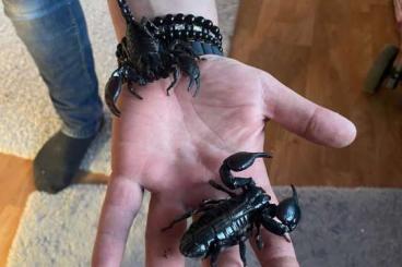 Scorpions kaufen und verkaufen Photo: Heterometrus spinifer 1.1 Pärchen 