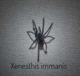 Spiders and Scorpions kaufen und verkaufen Photo: 0.0.X Xenesthis immanis 1fh 