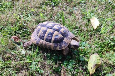 Landschildkröten kaufen und verkaufen Foto: Angebot1  Testudo hermanni hermanni; Griechische Landschildkröten