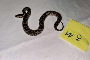 Pythons kaufen und verkaufen Foto: Tigerpython NZ 24 (Burmese Python)