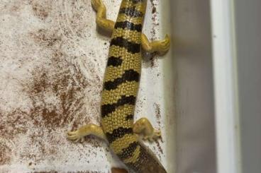 Skinke kaufen und verkaufen Foto: Scincus  Scincus Apotherskink