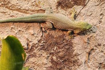 Geckos kaufen und verkaufen Photo: Suche Phelsuma Standingi Männchen adult oder Subadult