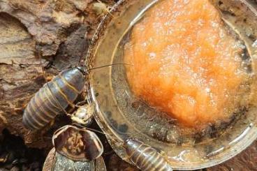 Insekten kaufen und verkaufen Foto: Biete diverse Schaben (Eublaberus, Shelfordella, Henschoutedenia)