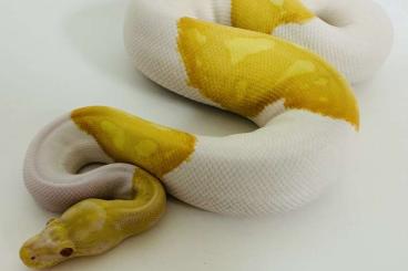 Königspythons kaufen und verkaufen Foto: 0,1 Königspython Albino Piebald (Albinopied) Königspythons kaufen und verkaufen Foto: 0,1 Königspython Albino Piebald (Albinopied)