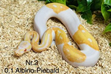 Ball Pythons kaufen und verkaufen Photo: Albino - Piebald (Albinopied)