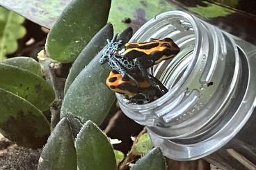 Poison dart frogs kaufen und verkaufen Photo: Verschiedene Dendrobaten abzugeben