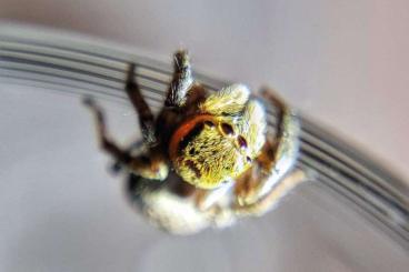 Spiders and Scorpions kaufen und verkaufen Photo: Zur Abgabe, Abholung bevorzugt 