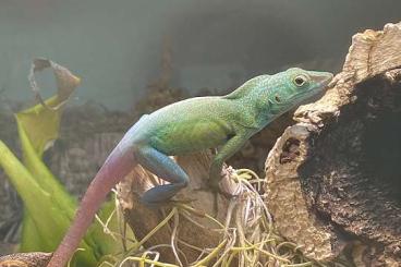 Echsen  kaufen und verkaufen Foto: Anolis grahami Nachzuchten