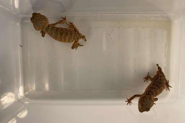 Geckos kaufen und verkaufen Photo: 1.1 Nephrurus Amyae cb23 zukünftiges Zuchtpaar