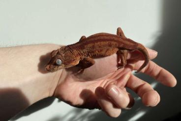 Geckos kaufen und verkaufen Photo: 1.0 Rhacodactylus Auriculatus Höckerkopfgecko Proofen Breeder Nz21