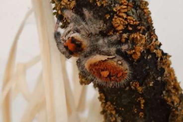 - bird spiders kaufen und verkaufen Photo: Phidippus regius everglades 