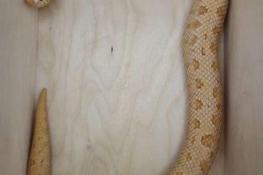 Colubrids kaufen und verkaufen Photo: 0.1 Albino Anaconda - NZ 2019