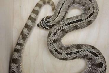 Colubrids kaufen und verkaufen Photo: 1.0 Anaconda het. Albino - NZ 2019