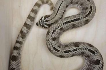 Colubrids kaufen und verkaufen Photo: Adult / Babies - Hognose Snake - Corn Snake