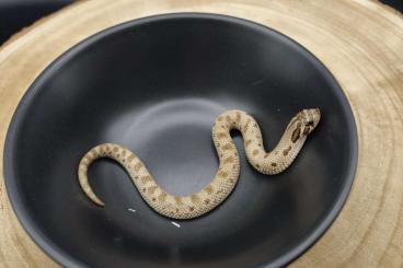 Schlangen kaufen und verkaufen Foto: Adult / Babies - Hognose Snake - Corn Snake