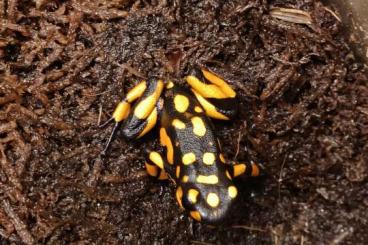 Poison dart frogs kaufen und verkaufen Photo: Histrionica Bahia Solano und Blau