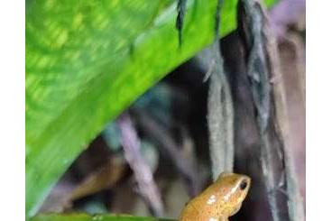 Poison dart frogs kaufen und verkaufen Photo: Biete R. Vanzolinii und O.P. Cristobal