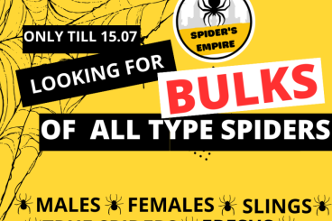Spinnen und Skorpione kaufen und verkaufen Foto: [SUMMER] LOOKING FOR SPIDERS BULKS [ONLY TILL 15.07]