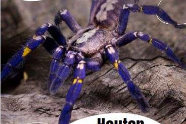 Spiders and Scorpions kaufen und verkaufen Photo: HOUTEN - LAST MINUTE PREORDERS! [SPECIAL PRICES]