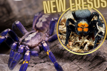 Spinnen und Skorpione kaufen und verkaufen Foto: WEINSTADT 12.10 -PREORDER LIST- [TARANTULAS+ERESUS!]