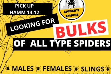 Spiders and Scorpions kaufen und verkaufen Photo: [HAMM 14.12] LOOKING FOR SPIDERS BULKS [ONLY TILL 17.12]