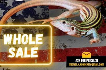 Snakes kaufen und verkaufen Photo: ???? New USA Import Arriving on 23.05 – Pre-Order Now! Snakes kaufen und verkaufen Photo: ???? New USA Import Arriving on 23.05 – Pre-Order Now!
