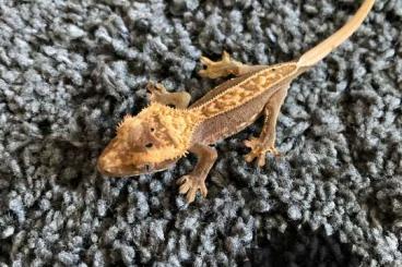 Geckos kaufen und verkaufen Photo: 0.0.6 Kronengecko, Crested gecko, correlophus ciliatus