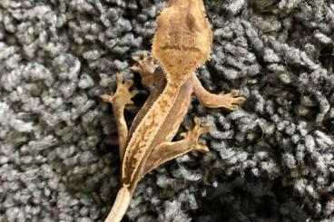 Geckos kaufen und verkaufen Foto: 0.0.7 Kronengeckos, correlophus ciliatus, crested gecko