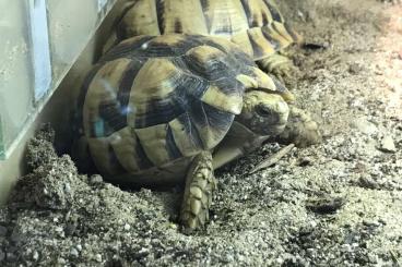 Landschildkröten kaufen und verkaufen Foto: Testudo kleinmanni, Egyptian tortoise/Ägyptische Landschildkröte CB’24