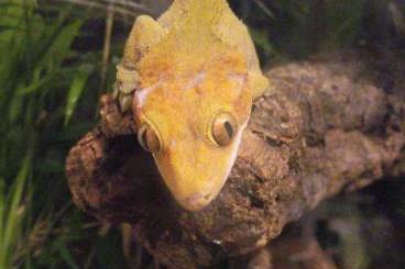 Geckos kaufen und verkaufen Foto: Suche gutes Zuhause für meinen 1.0 Kronengecko (Hei Hei)