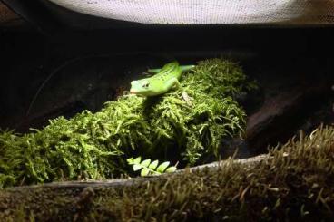 Lizards kaufen und verkaufen Photo: Suche Smaragdskink Deutsche Nachzucht