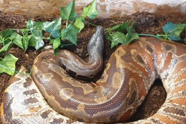 Pythons kaufen und verkaufen Photo: Biete ein blutpython Weibchen 