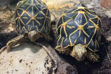 Landschildkröten kaufen und verkaufen Foto: 2 Sternschildkröten (Geochelone elegans) von 2020