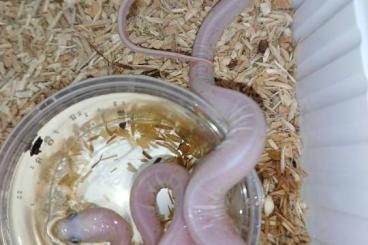 Schlangen kaufen und verkaufen Foto: Pamettos and palmetto scaleless for Hamm 