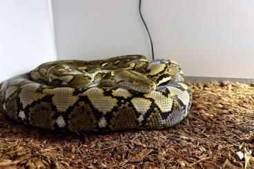 Pythons kaufen und verkaufen Foto: Jampea 50%, Golden Child 25% dwarf 