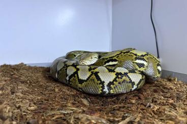 Pythons kaufen und verkaufen Foto:  Two Reticulated Pythons Jampea 50%, GCH 25% dworf 