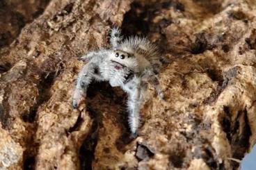 other spiders kaufen und verkaufen Photo: Phidippus bahamas Kokons N4