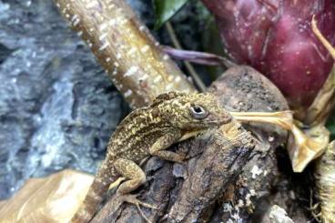 other lizards kaufen und verkaufen Photo: Anolis allogus Männchen Males