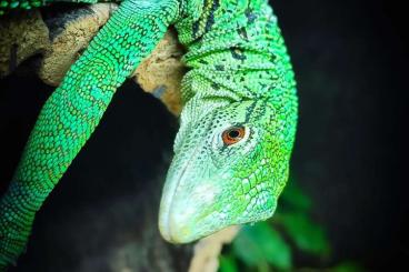 Monitor lizards kaufen und verkaufen Photo: Suche 0.1 varanus prasinus