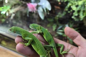 andere Echsen kaufen und verkaufen Foto: 1.1 Brachylophus fasciatus 