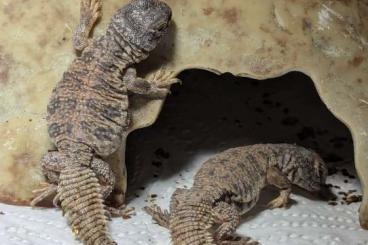 Andere Agamen kaufen und verkaufen Foto: Uromastyx Nigriventris cb 2014