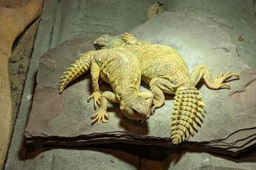 Other Agama kaufen und verkaufen Photo: Uromastyx Princeps 1.1 volwassen