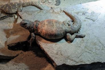 Other Agama kaufen und verkaufen Photo: Uromastyx Ornatas 0.1 2020