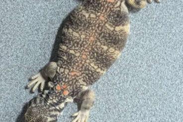 Andere Agamen kaufen und verkaufen Foto: Uromastyx Thomasi 0.0.1 2022