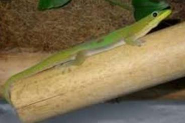 Geckos kaufen und verkaufen Photo: Phelsuma laticauda laticauda