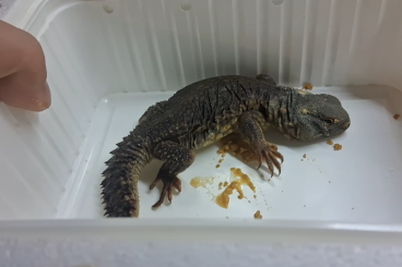 Other Agama kaufen und verkaufen Photo: Yellow Uromastyx geyri CB2021 for sale