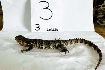 other lizards kaufen und verkaufen Photo: Shinisaurus crocodilurus 